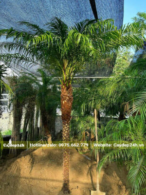 Cau Nga Mi lộ thân cao gần 2m, thẳng tắp