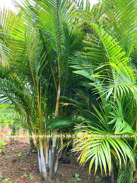 Cau Vàng cảnh cao 2m chưa bứng bầu