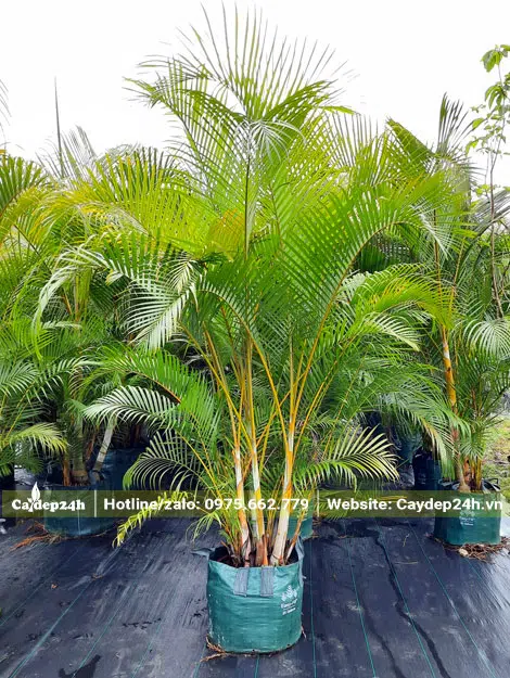 Mua cây Cau Vàng đẹp, lá xanh tươi, chiều cao 1m3