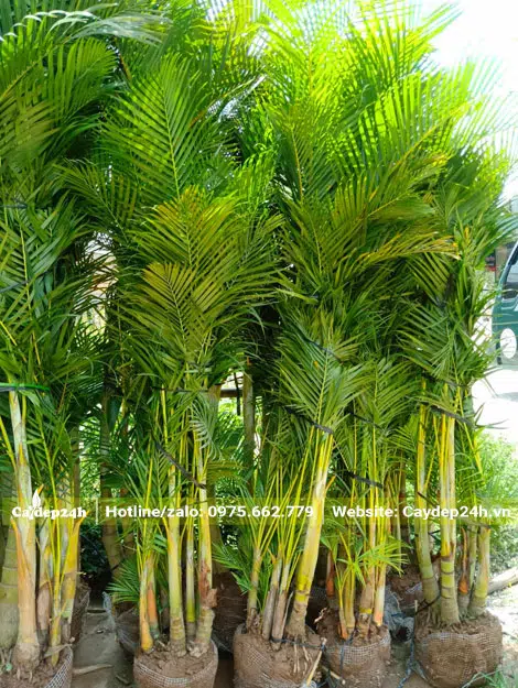 Cau Vàng công trình đã bứng bầu và bó gọn cành lá