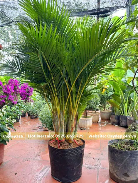 Cây Cau Cảnh Vàng cao 70cm không tính bầu
