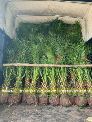 Hàng chục cây Chà Là Cảnh lóng cao 40 - 50cm