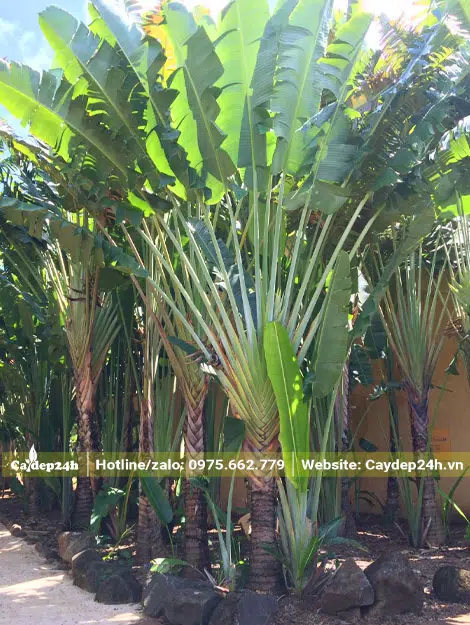 Những cây Chuối Rẻ Quạt lộ thân 50 - 80cm