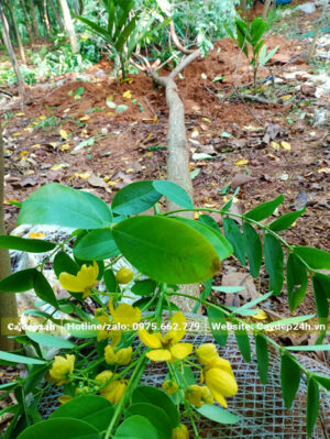 Cây Điệp Vàng bứng nóng, vanh 25 - 30