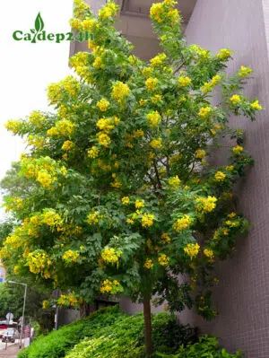 Cây Điệp Vàng trồng công trình đô thị