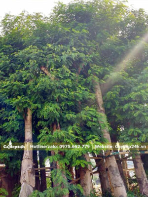 Dưỡng ủ cây Điệp Vàng cổ thụ kích thước lớn