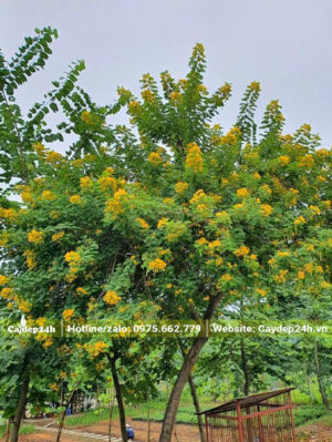 Cây Điệp Vàng trồng sân vườn nhà