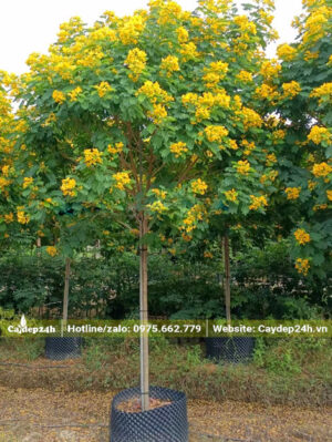 Điệp Vàng dưỡng trong bầu nổi