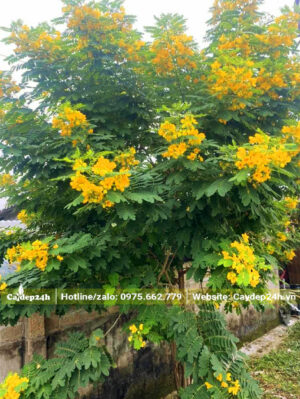 Cây Điệp Vàng nở hoa đẹp