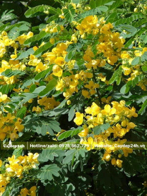 Tán cây rực rỡ những chùm hoa vàng tươi rực rỡ