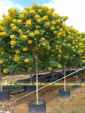 Cây Điệp Vàng thuần chậu, chiều cao khoảng 2m5