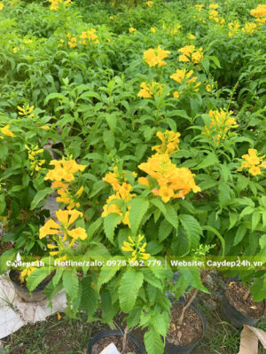 Cây giống Huỳnh Liên cao 50 - 60cm