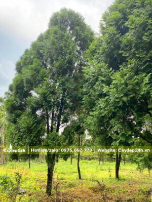 Rừng cây Bách Xanh lâu năm, đường kính gốc từ 15cm trở lên