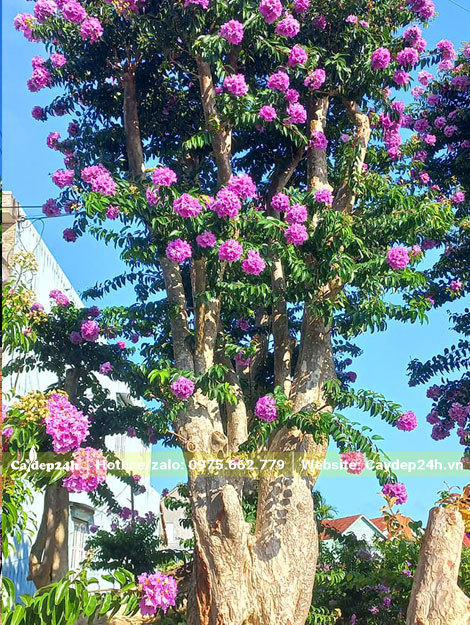 Cây hoa Săng Lẻ màu tím đẹp
