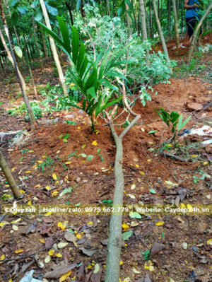 Đường kính thân khoảng 8cm đo cách gốc 1m