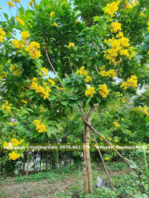 Huỳnh Liên Hoàng Yến nở hoa đẹp