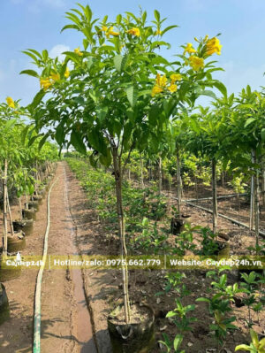 Đường kính thân chỉ khoảng 1 - 2cm, chiều cao đạt 1m không tính bầu