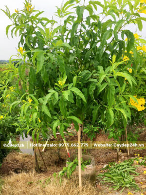 Cây mới lớn, chiều cao 1m3, đã cho hoa ổn định