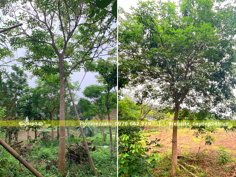 Cây phong linh tím lâu năm đường kính gốc 20cm trở lên