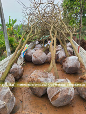 Xếp cây hoa Phong Linh tím vanh 15 - 20 lên xe