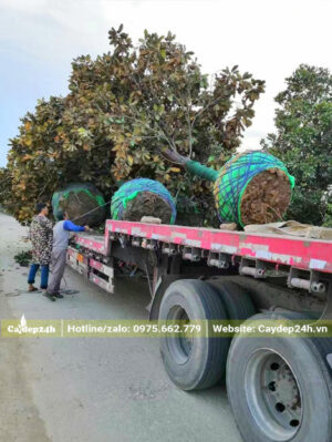 Sen Đất công trình, hàng cổ thụ hiếm có