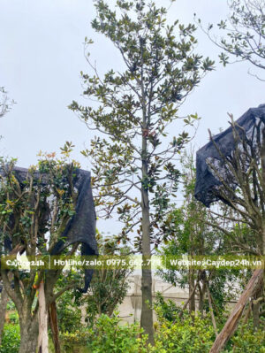 Cây hoa Sen Đất trắng mới dâm ủ, cao hơn 5m