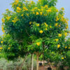 Cây Huỳnh Liên Vàng thân tree, thoát thân hơn 1m