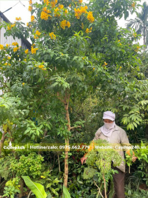 Huỳnh Liên vàng cao 3m, đường kính gốc 5 - 7cm