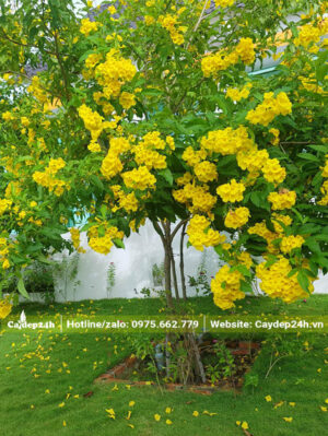 Hoa vàng nở trĩu ở đầu cành của cây Huỳnh Liên