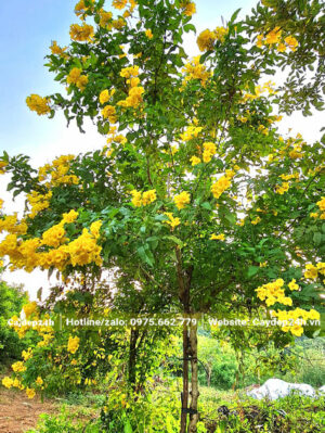 Huỳnh Liên công trình lâu năm nở hoa rực rỡ