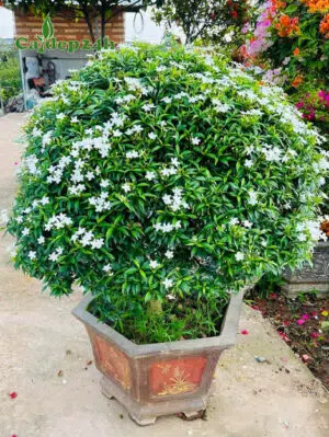 Cây Mai Vạn Phúc trồng chậu cảnh lục giác đẹp