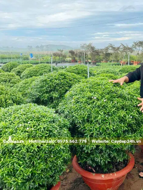 Mai Vạn Phúc lâu năm, kích thước lớn bán Tết