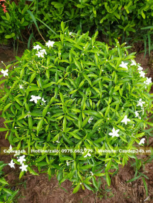 Cây nhỏ đường kính tán khoảng 40 - 45cm