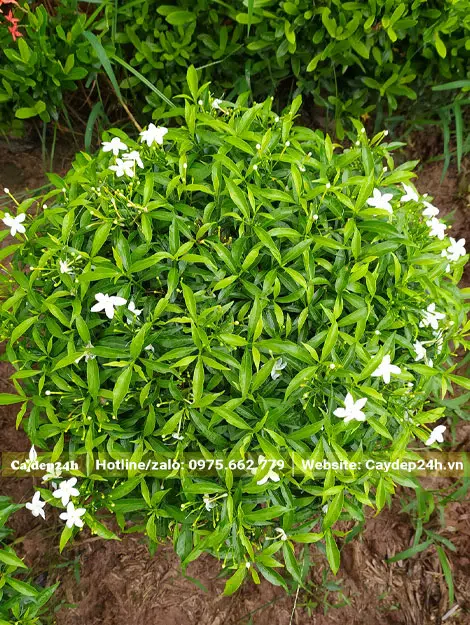 Cây nhỏ đường kính tán khoảng 40 - 45cm