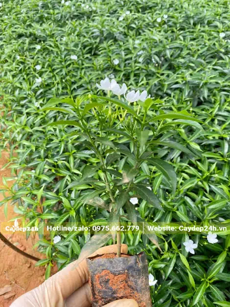 Cây giống Mai Vạn Phúc cao 20cm