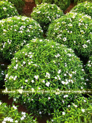 Mùa hoa Mai Vạn Phúc nở rộ, cả vườn cây nổi bật với sắc hoa trắng