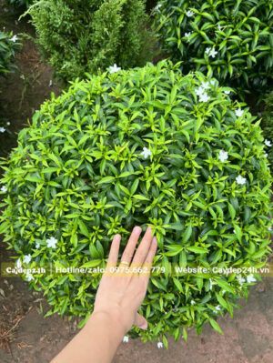 Chồi non của cây Mai Vạn phúc đang ra chi chít sau khi cắt tỉa