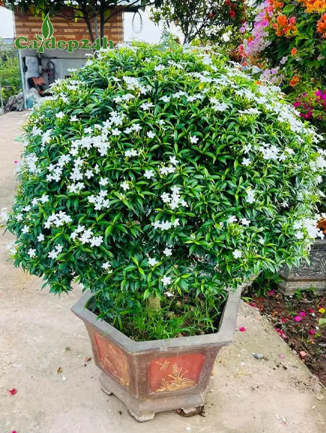 Cây Mai Vạn Phúc trồng chậu cảnh lục giác đẹp
