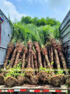 Xếp 50 cây Cau Nga Mi cao 3m cả thân và lá lên xe tải