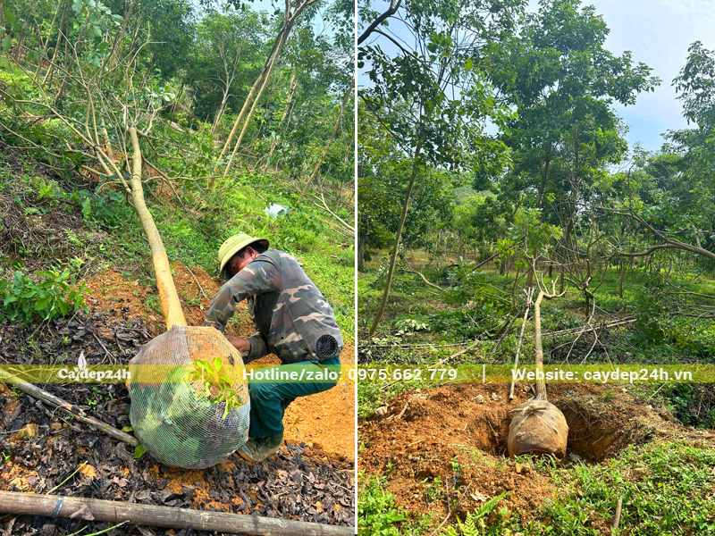 Bọc bầu lưới cẩn thận cho cây phong linh tím mới bứng