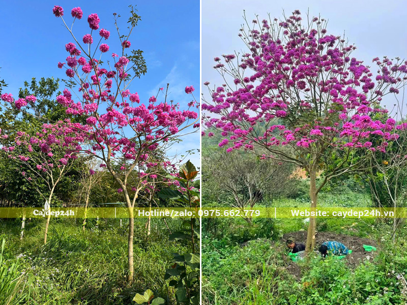 Bứng nóng cây hoa phong linh tím đang nở rộ
