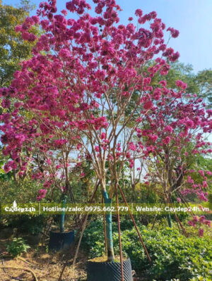Cây dưỡng trong bầu nổi, chiều cao gần 4m