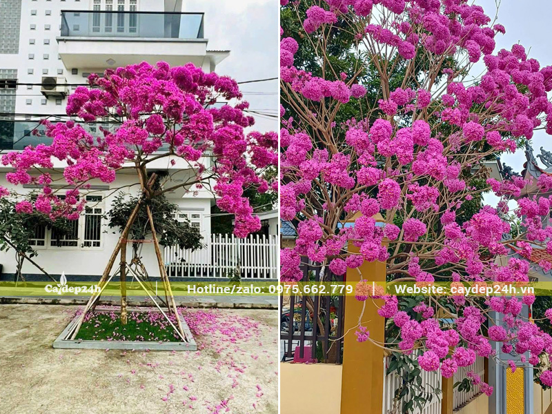 Cây phong linh tím trồng trước cổng nhà, thu hút ngay từ cái nhìn đầu tiên