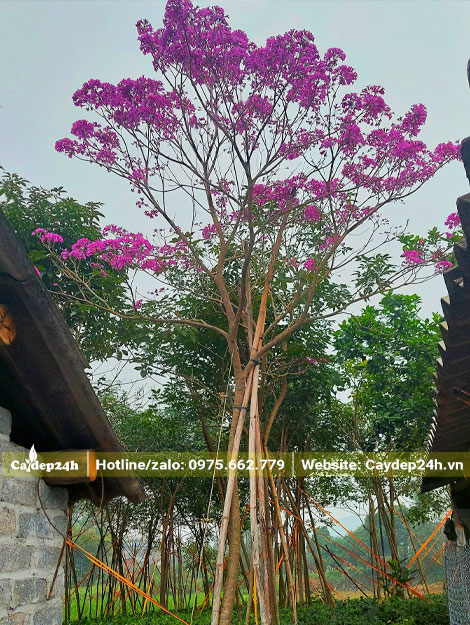 Cây Phong Linh tím nở hoa đẹp