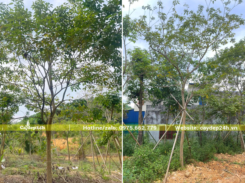 Trồng phong linh tím công trình đường kính gốc hơn 10cm
