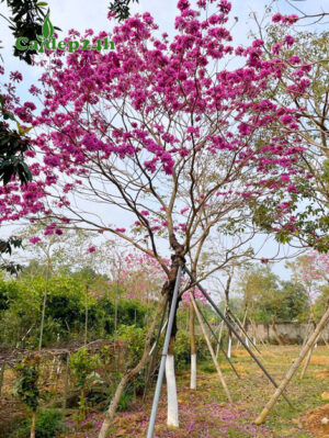 Cây hoa phong linh tím công trình cao 5 - 6m, hoa nở đẹp