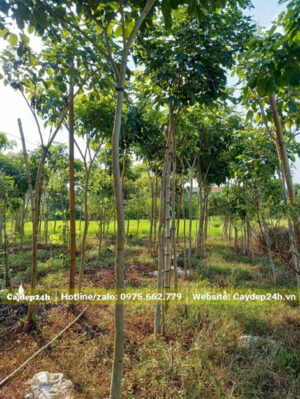 Phong Linh công trình hoa tím chiều cao hơn 3m