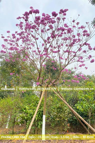 Cây phong linh tím trưởng thành, đường kính gốc 10 - 12cm