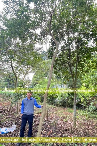 Kỹ sư Hà Quang Phúc đang kiểm tra vườn Phong Linh tím công trình đường kính gốc 15cm