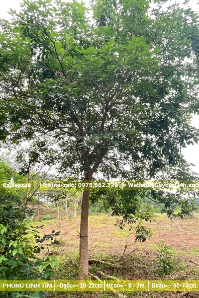 Cây phong linh tím lâu năm, đường kính gốc khoảng 20cm, đường kính tán lớn